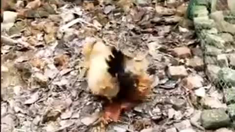 Chicken vs Dog | Epic Showdown