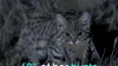 Most Deadly Cat On Earth