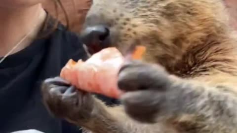 A quokka enjoying a snack| beautiful 😍