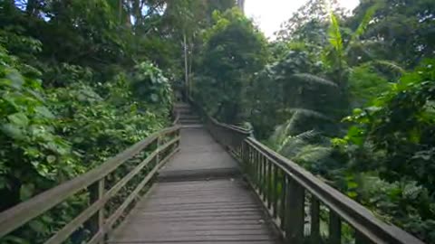 Moving Along a Wooden Jungle Walkway