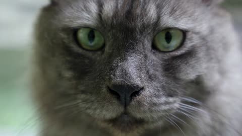 A Green Cat Eyes Close Up