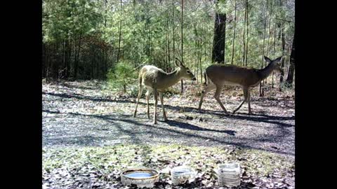 Southeast Texas Backyard Wildlife 101