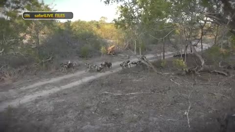 Go on the hunt with the African wild dog - #safariLIVE_Cut.mp4