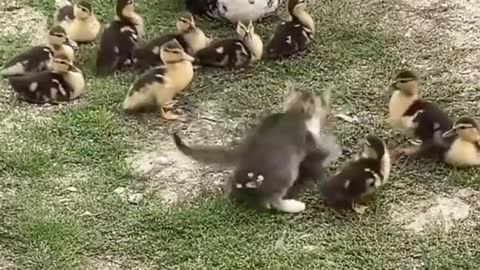 Cat playing with duck