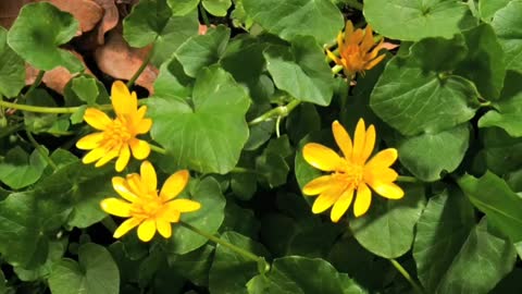 FLOWERS CAN DANCE!!! Amazing nature/ Beautiful blooming flower time lapse video