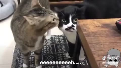 Cats talking like hoomans!