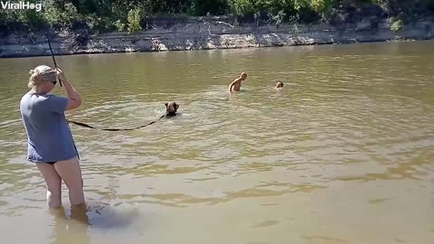 Bear and Beach Goers Swim Together