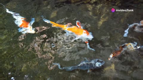 koi fish harvest guide