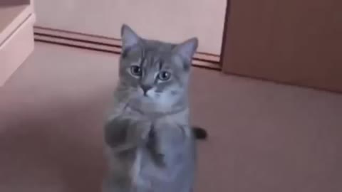 Cute Cat Beg For Food