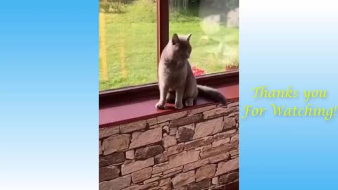 Cute Pets And Funny Animals Compilation no.02 - Pets Garden