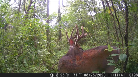 Mature Pennsylvania Public Land Buck