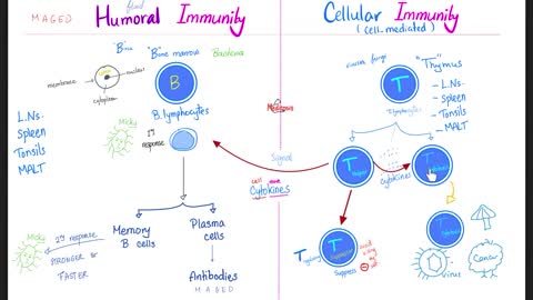 Humoral Immunity | B-Cell Immunity