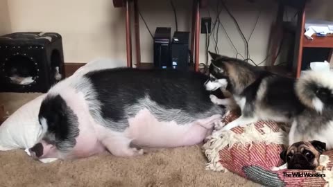 DOG TRIES TO WAKE UP SLEEPING PIG