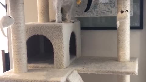 Little Dog Climbs To The Top Of Cat Tree And Eats Treats