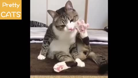 Funny cat videos 😍