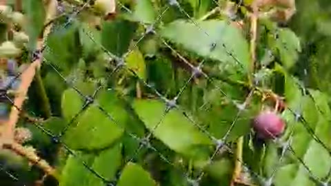 It's Time to Pick Blueberries