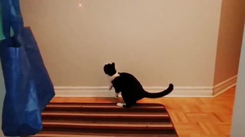 Watch this cat's impressive vertical leapvhvv in slow motion!