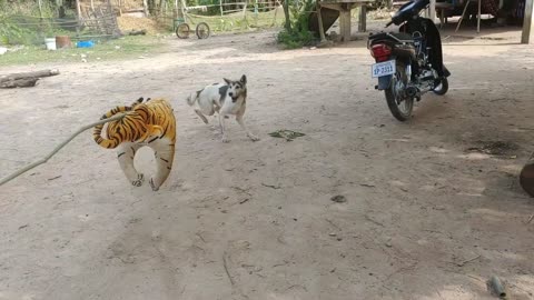 Wow fake tiger prank