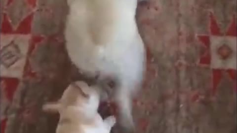 Dog playing and dancing with his small friend