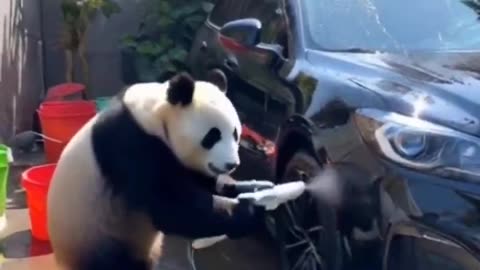 Watch a Panda Master the Car Wash Game 😅🐼💦🚘..