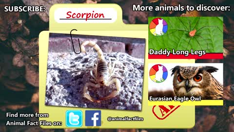 Scorpion facts : arthropods with a sting | Animal Fact Files