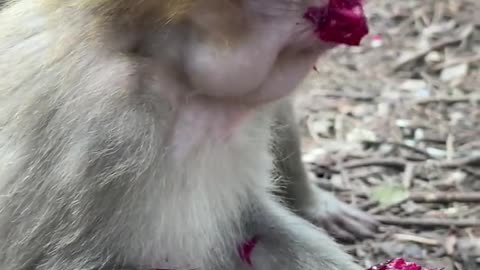 monkey eating dragon fruit