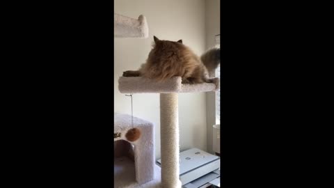 Leo Plays with ball on the Cat Tree