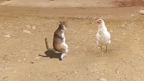 Cat &hen funny video