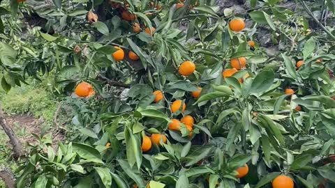 Jeju island, Korean tangerine mandarin orchard