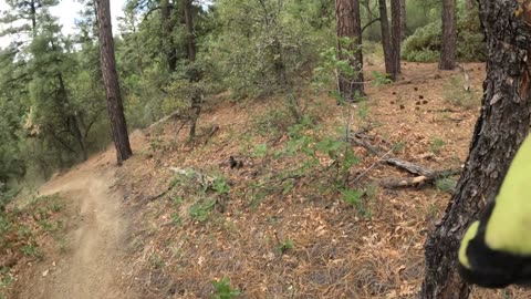 7 Mile Gulch single track in the mountains of Arizona