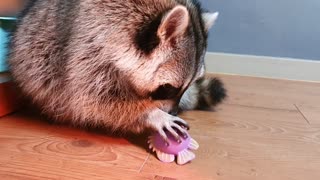 Raccoon wants to break down toys, but he cries because he fails to break them down.