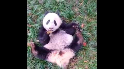 Cute baby panda funny video