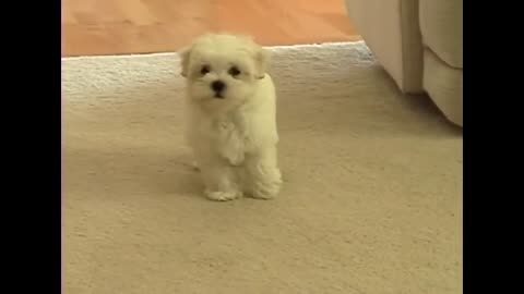 Cute funny puppy video