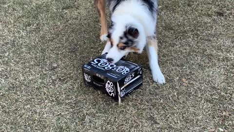 The beer box is a toy