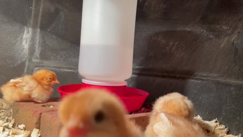 Chicks - Week 1