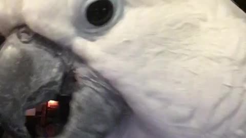 I Love You Cockatoo