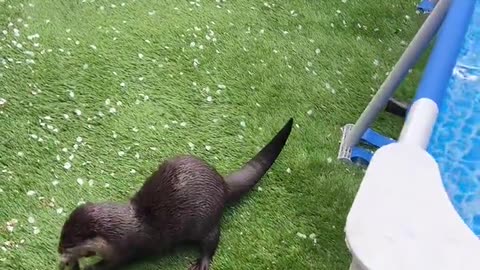 cherry blossom bath #otterlover