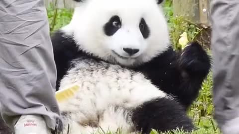 panda……so cute