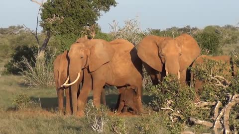 Elephant giving birth Tsavo National Park baby elephant