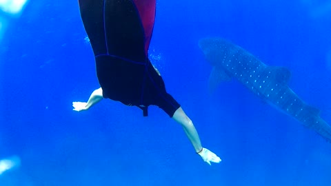 WHALE SHARK! A GIANT FROM THE OCEANS! THE LARGEST FISH IN THE WORLD! MEET THIS AMAZING ANIMAL !!!