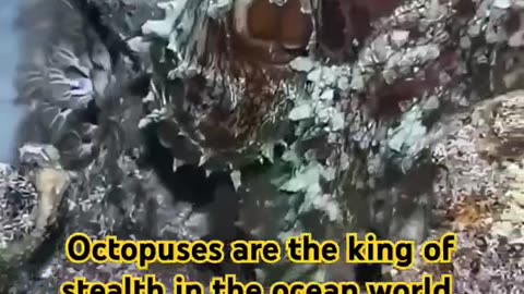 Octopuses are the king of stealth in animal world