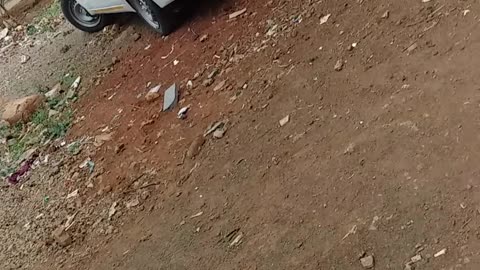 Three dogs were relaxing together on the street