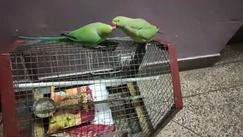 parrots dancings