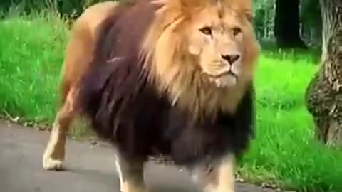 lion attitude vedeo