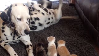 Dalmatian couple provide full service kitten daycare.