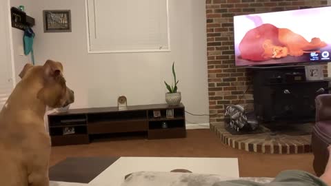 WATCH “Sympathizing with Simba” Our pitbull’s AMAZING reaction to Mufasa’s death in The Lion King