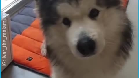 Fluffy Malamute Sings Awoo Songs