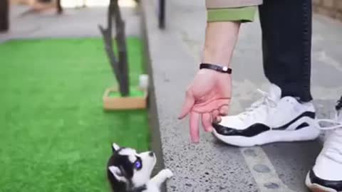 Micro Husky Puppy ''Real''' Video used by scammers to sell lookalike toys!