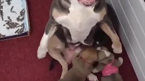 Mother dog and Baby dog soo cute