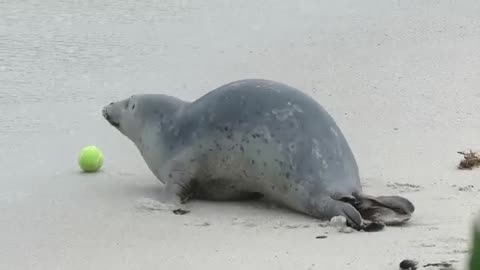 A Seal and His Tennis Ball